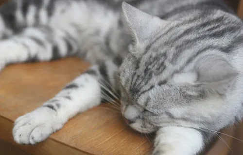 猫イメージ